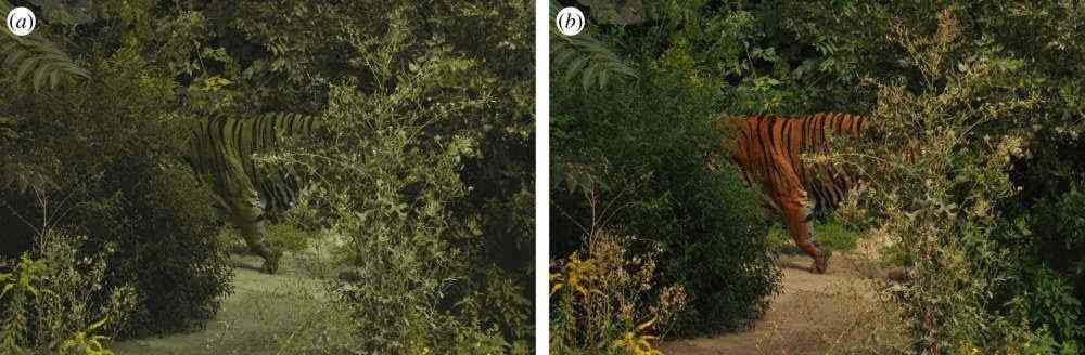 Tigers are perfectly camouflaged to deer, boars, and other prey which are commonly red-green blind. | MirrorLog